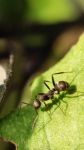 蚂蚁的牙是什么颜色的