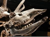 外星生物?博物馆里的巨型头骸骨
