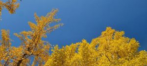 秋风卷银杏，回眸一季的美丽