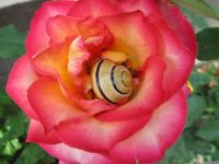 蜗牛与玫瑰