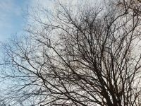 光秃秃的树枝孤独地伫立在那里，那早已凋落的满枝繁华