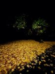 秋夜   树
