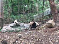 国宝大熊猫作文400字