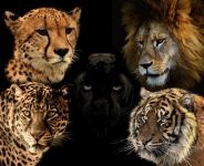 豹子和老虎