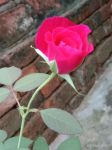 一朵红玫瑰示例