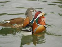 哪一种鸭子颜色最漂亮示例