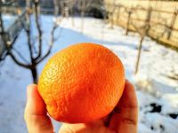廉江红橙与雪橙