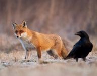 狐狸和乌鸦