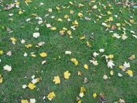 秋风染黄了树叶