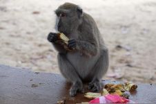拿只香蕉给猴子吃吧