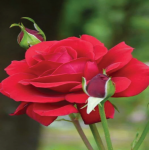 花语之美艳红玫瑰