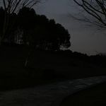 窗外的桂树在静谧的夜空下显现出青黑色的剪影