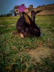 兔子专吃窝边草