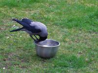 乌鸦喝水的故事考虑：乌鸦喝水还有什么方法？