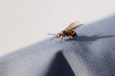 《昆虫记.红蚂蚁》读后感