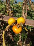 【西红柿的妙用】西红柿可治高血压、贫血