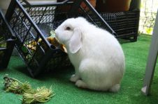 兔子小白