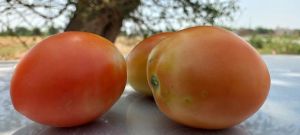 番茄日记4——番茄的偶遇