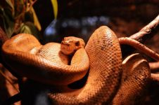 动物世界——毒蛇