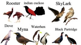 生物考试，其中有一题是看鸟的腿猜出鸟的名字