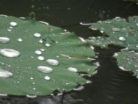【吴侬语系-微诗】：《五绝-雨荷》——雨中看德兴绕二荷花坞