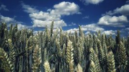 麦子的天空