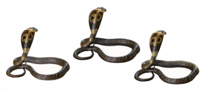 动物的绝招二：毒蛇