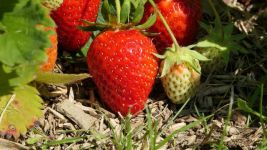 【挑水果秘诀】草莓：别太红，红里带白点最甜