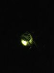 萤火虫适合黑夜，它们是黑夜中隐隐的光
