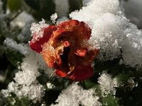 玫瑰与雪人