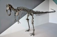 迷信家发现恐龙足部化石:系霸王龙“迷你祖先