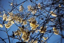 三月，木棉花绽放的季节。一枝一枝，一簇一簇