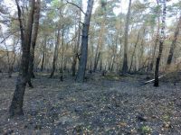 森林防火作文500字，保护环境