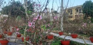 谁把春天，挂在亥姆寺的桃树上