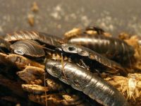 灭蟑螂的方法生活常识