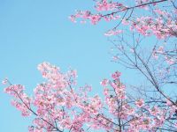 春赏桃花
