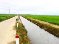 乡村公路两旁大片大片的水稻在灌浆