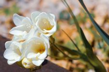 罗兰之花——苍白的再会