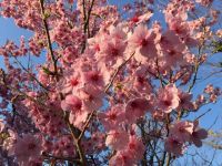 樱桃树下的春天