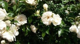 11朵白玫瑰代表什么-白玫瑰花语